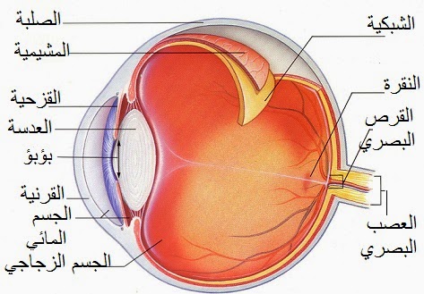 مكونات العين , ماهى مكونات العين