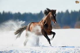 شعر عن الخيل - اجمل ماقيل عن الخيل وصور عنه 2819 10