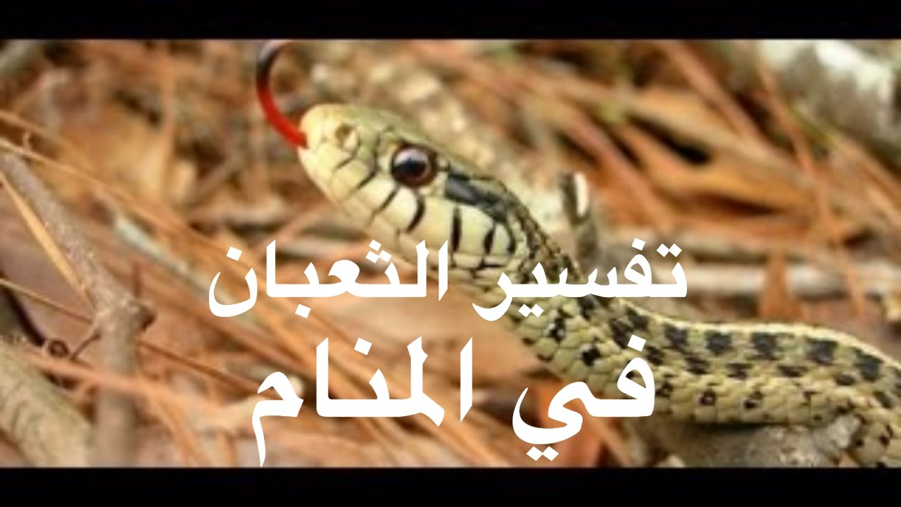 تفسير حلم لدغة الثعبان