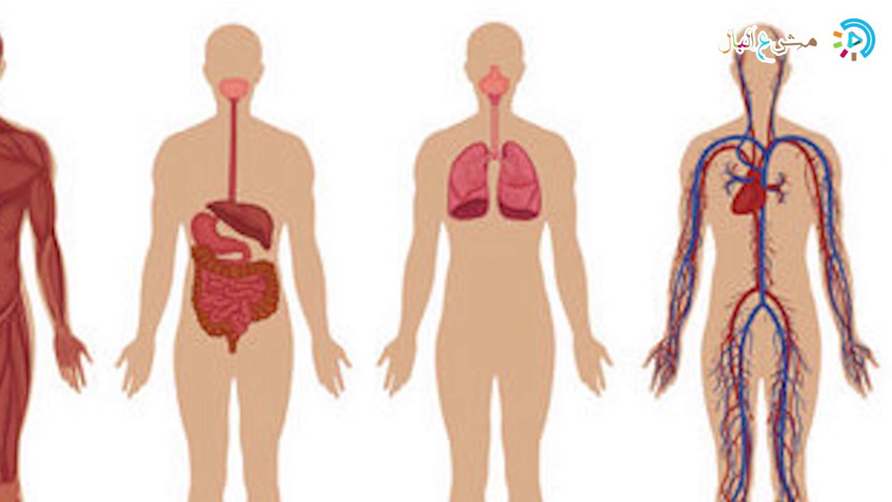جسم الانسان بالصور , شاهد بالصور جسم الانسان ما اجمل صنع الله