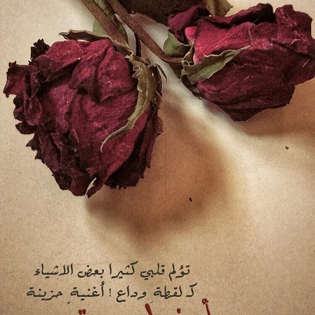 صور ورود جميله، رائعة 1333 7