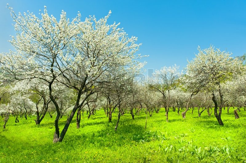 صور طبيعة جميلة - صور توضح جمال الطبيعه الساحره 2519 8