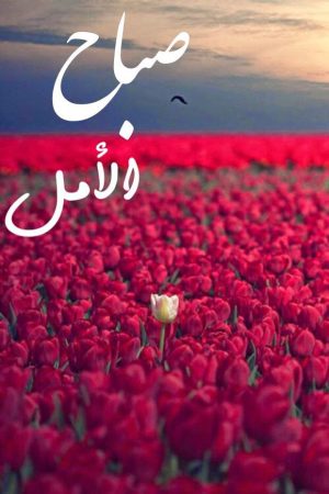 صور حلوه وجميله - خلفيات مميزة جدا للجوال 5375