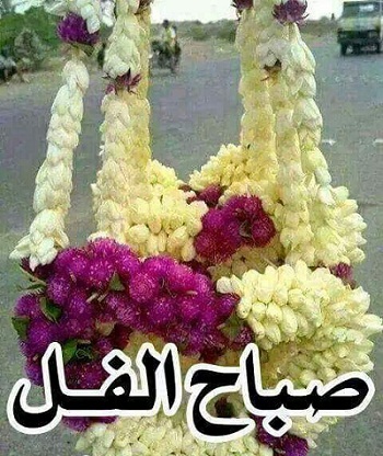 صور صباح الفل - صباح الفل علي عيونكم 6699 10