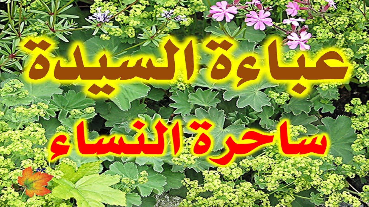 عشبة عباءة السيدة بالصور - عشبة ساحرة ومفعولها مدهش 12647 10