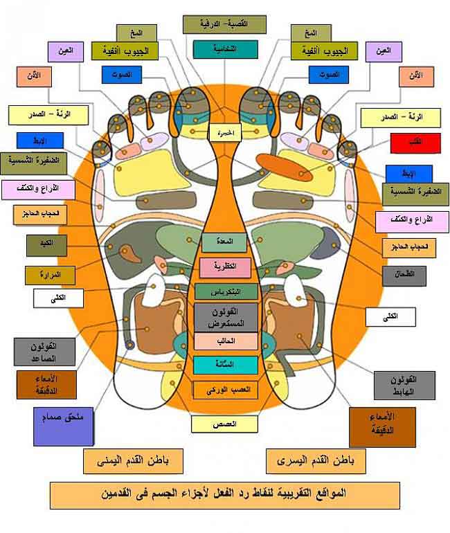 الطب الصيني - معلومات عن الطب الصيني 6573 3