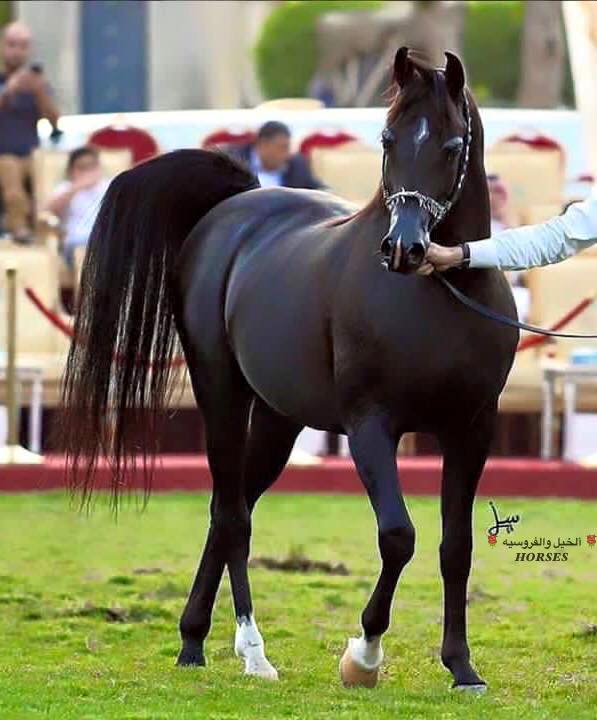 خيل عربي اصيل , تعرف على الخيل