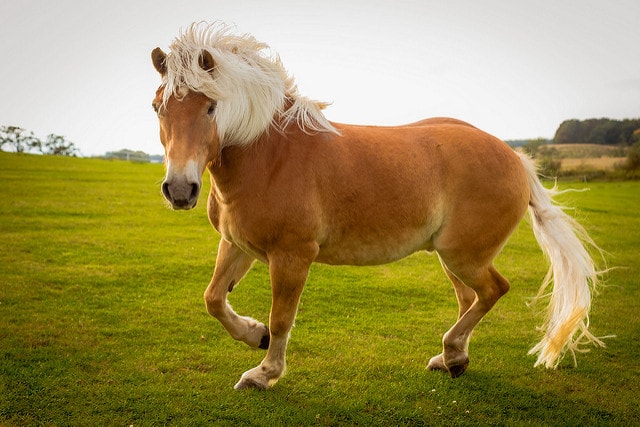 اجمل خيول في العالم - اجمل كلمات عن الخيل 2818 4