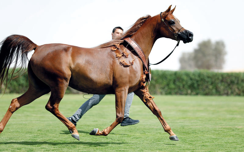 اجمل خيول في العالم - اجمل كلمات عن الخيل 2818 7