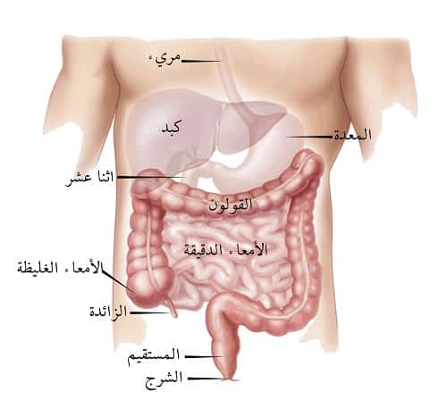 اسباب القولون العصبي , دى الاسباب القوية للقولون العصبى