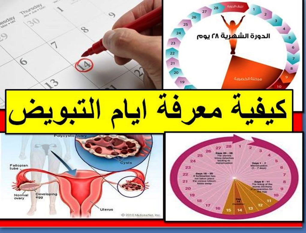 ما هو وقت الاباضة عند المراة , احسبي وقت الاباضه بالتدقيق لتتجني المشاكل