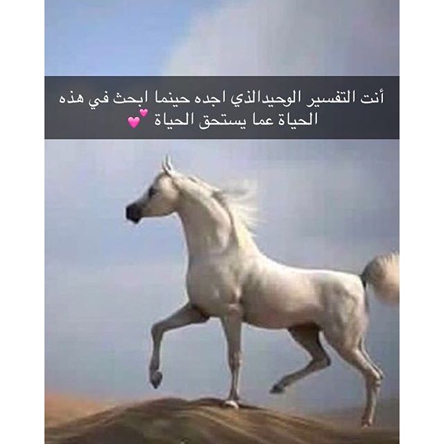 شعر عن الخيل - اجمل ماقيل عن الخيل وصور عنه 2819 9