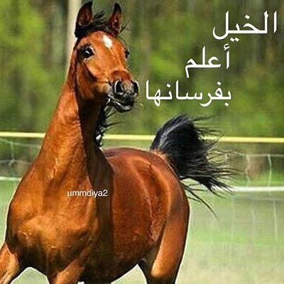 شعر عن الخيل - اجمل ماقيل عن الخيل وصور عنه 2819 2