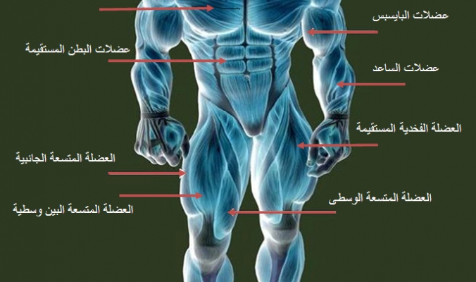 تمارين كمال اجسام - احصل على عضلات قوية و بارزة 5105