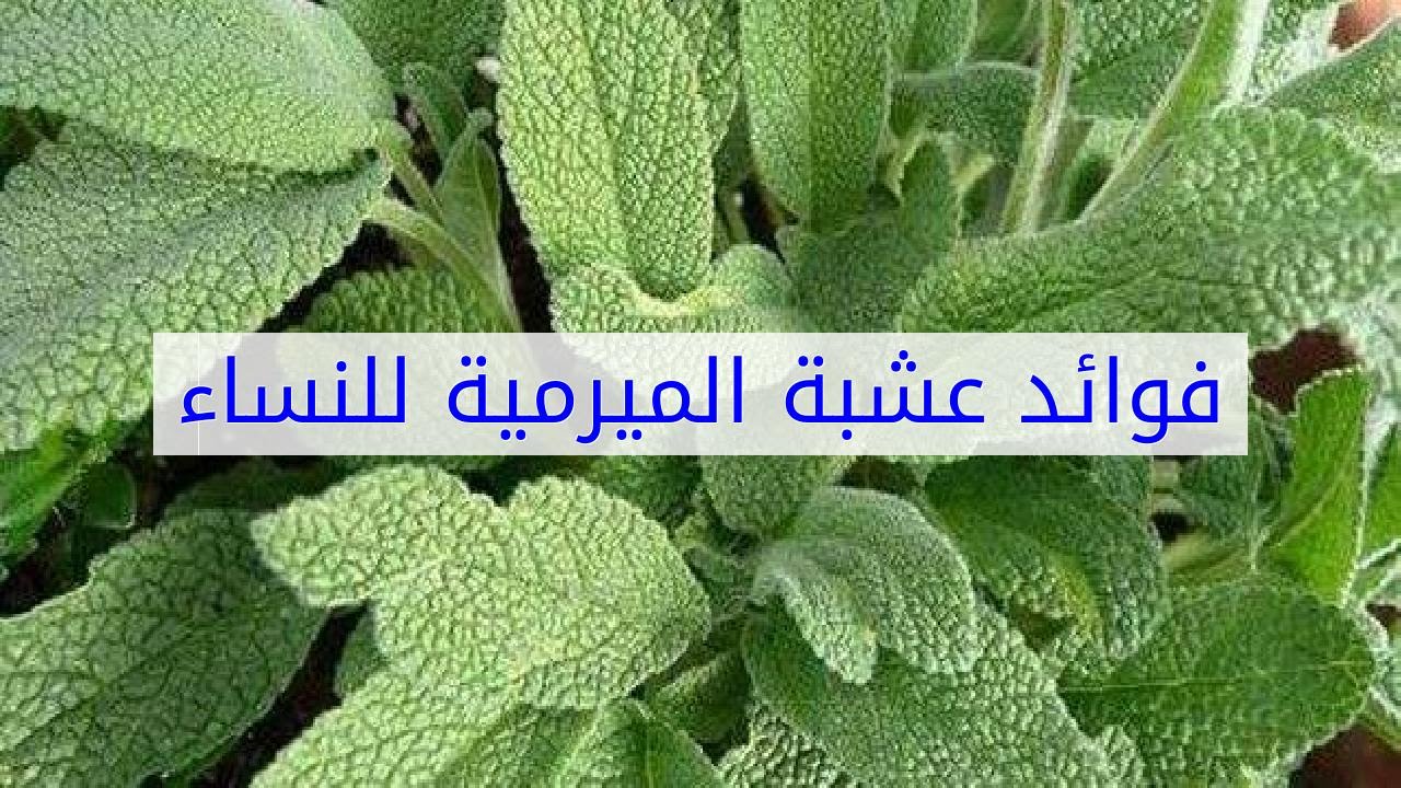 عشبة الميرمية , فوائد عشبة الميرمية واستخداماتها