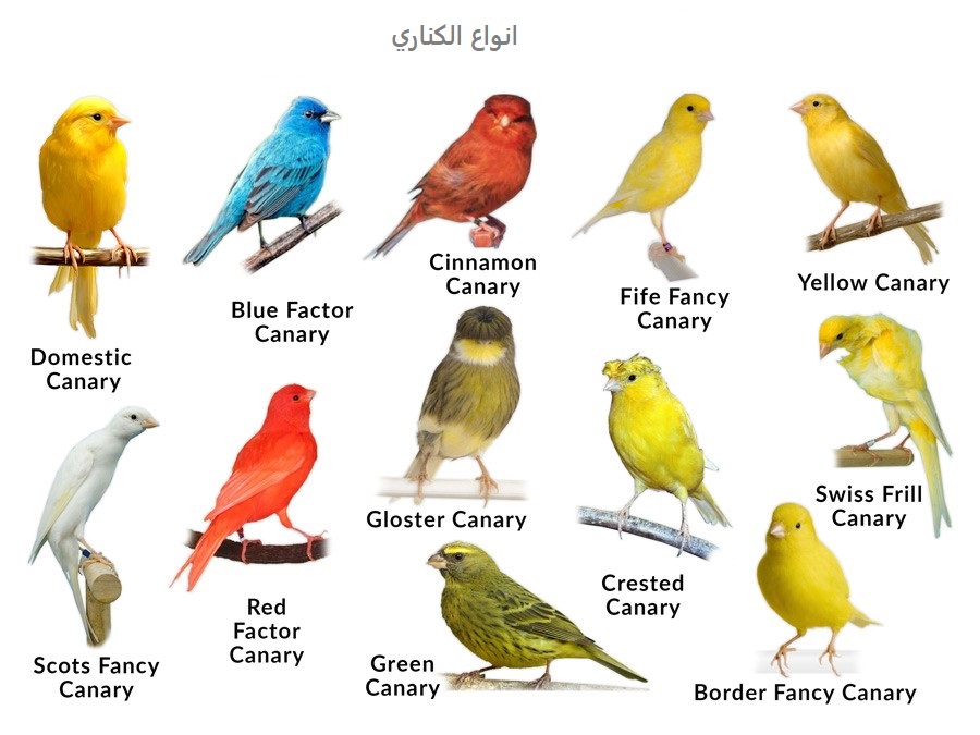 انواع الكناري - تعرف على الانواع المختلفة للكناريا 6402 2