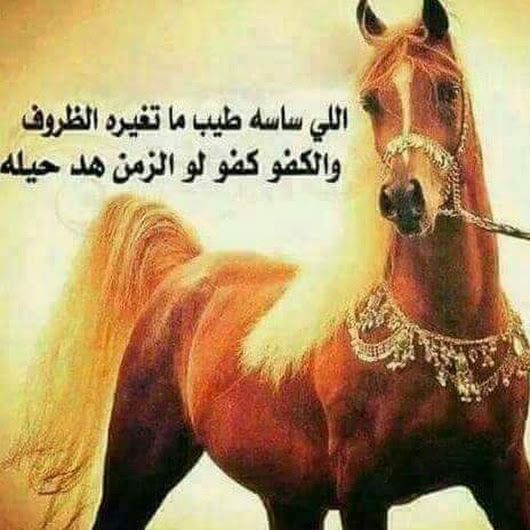 شعر عن الخيل - اجمل ماقيل عن الخيل وصور عنه 2819 1