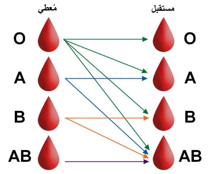 معلومات عن فصيلة الدم O , اهم المعلومات عن فصيلة O