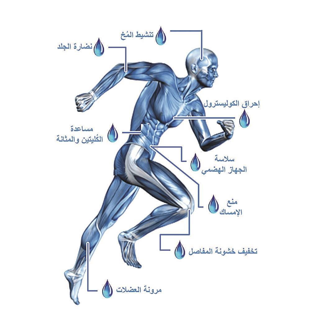 فوائد الماء - هل تشرب الكمية التي يحتاجها جسمك من المياه كل يوم 6328 1