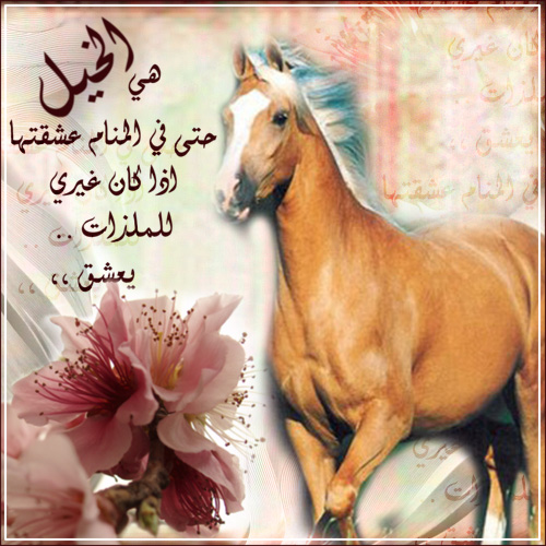 شعر عن الخيل - اجمل ماقيل عن الخيل وصور عنه 2819 12