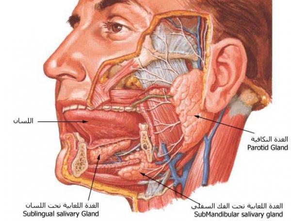 اقوى عضلة في الجسم - العضلات نسبيه تختلف من شخص لاخر