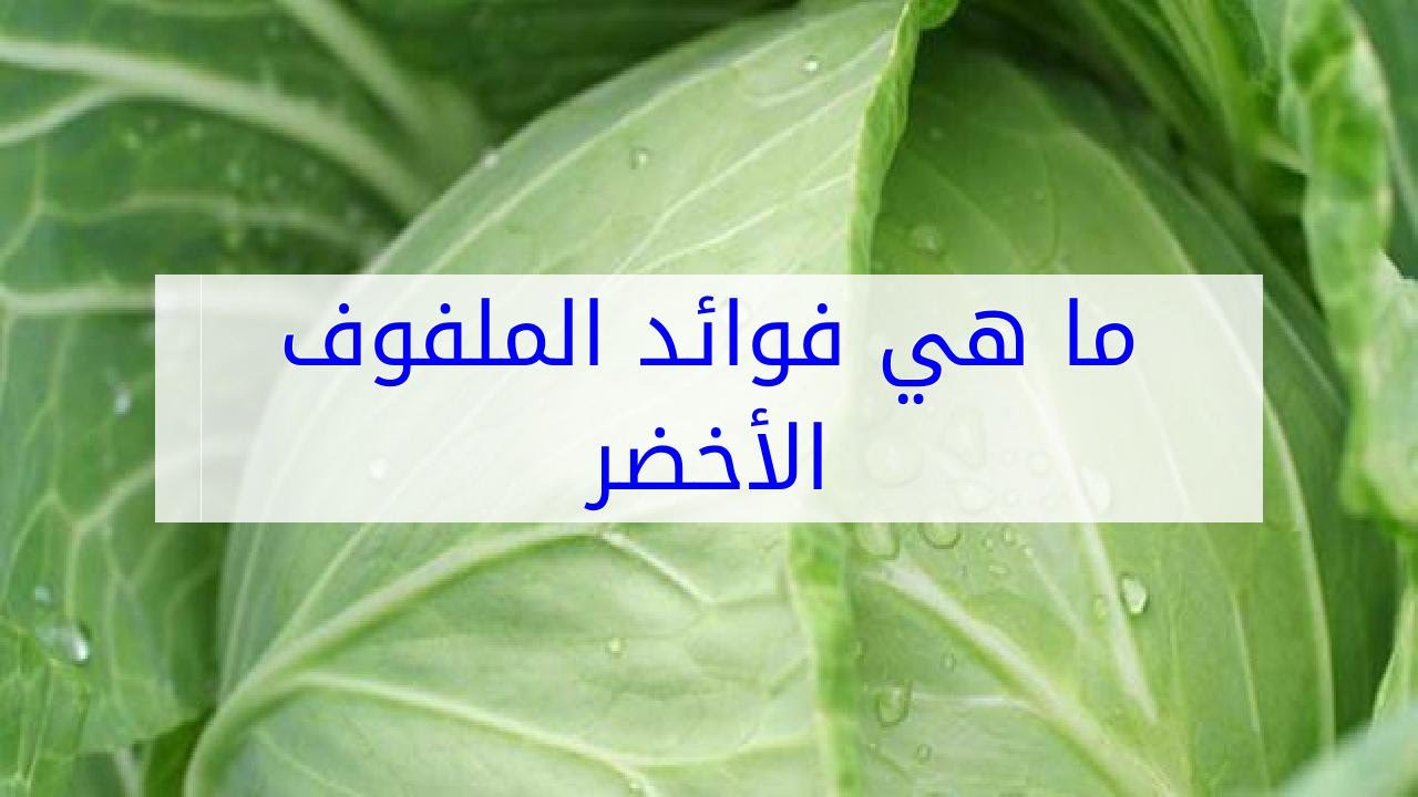 فوائد الملفوف - اهمية تناول الملفوف