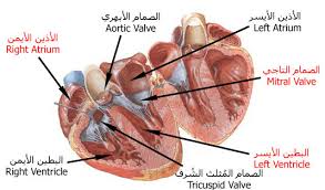 اعراض امراض القلب - ما هي اعراض القلب 5670 2