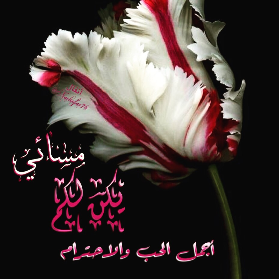 3590 مساء الورد حبيبي - اجمل صور المساء والورود بريئة ثابتة