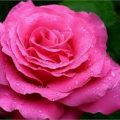 1736 12 زهور الحب - اجمل معاني الزهور دينا عمار