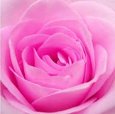 1736 7 زهور الحب - اجمل معاني الزهور نادين ايمن