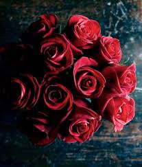 1736 8 زهور الحب - اجمل معاني الزهور نادين ايمن