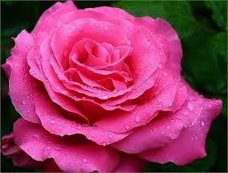 1736 زهور الحب - اجمل معاني الزهور نادين ايمن