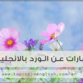 404 11 كلمات عن الورد - اروع صور الورود كرستينا رضا