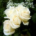 5076 14 صور اجمل الورود - اجمل باقات الورد بريئة ثابتة