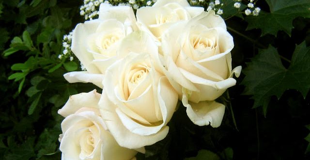 5076 14 صور اجمل الورود - اجمل باقات الورد نادين ايمن