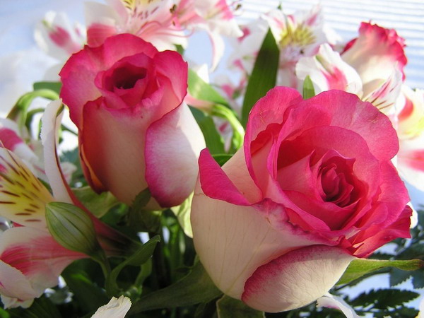 5076 2 صور اجمل الورود - اجمل باقات الورد قاضيه فهمان