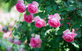 5076 4 صور اجمل الورود - اجمل باقات الورد قاضيه فهمان