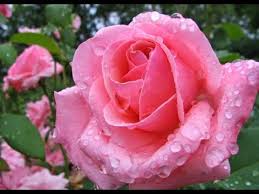 5076 8 صور اجمل الورود - اجمل باقات الورد قاضيه فهمان