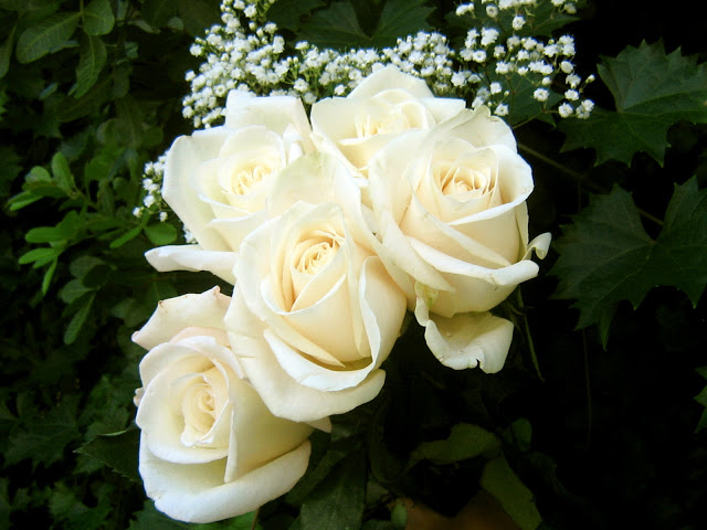 5076 صور اجمل الورود - اجمل باقات الورد قاضيه فهمان