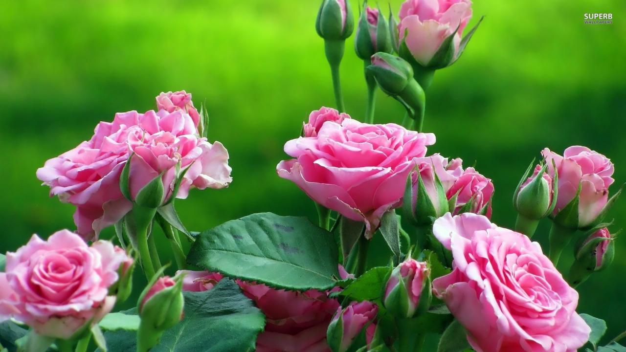 13024 11 صور اجمل الورد - ارق باقات محملة بشذى الزهور كرستينا رضا