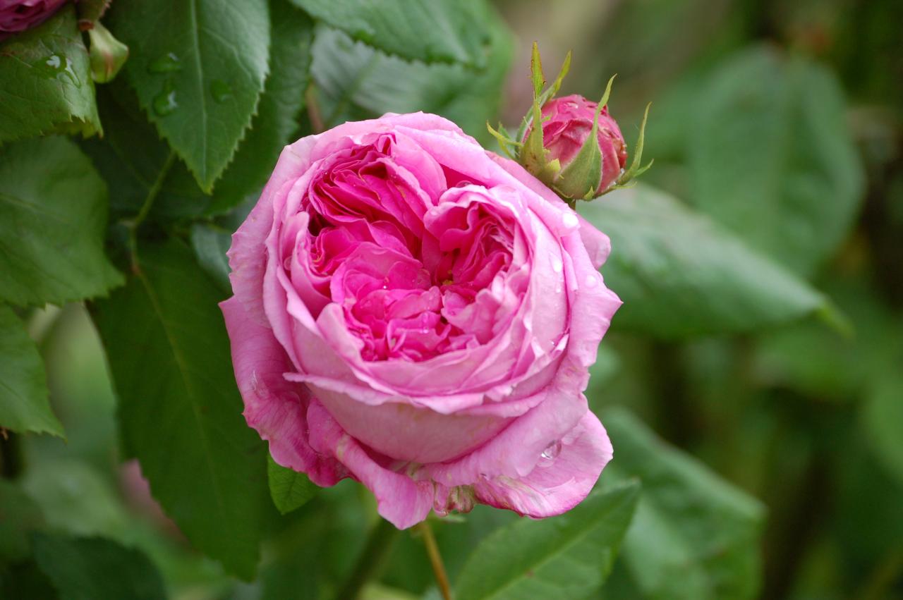 13024 3 صور اجمل الورد - ارق باقات محملة بشذى الزهور كرستينا رضا