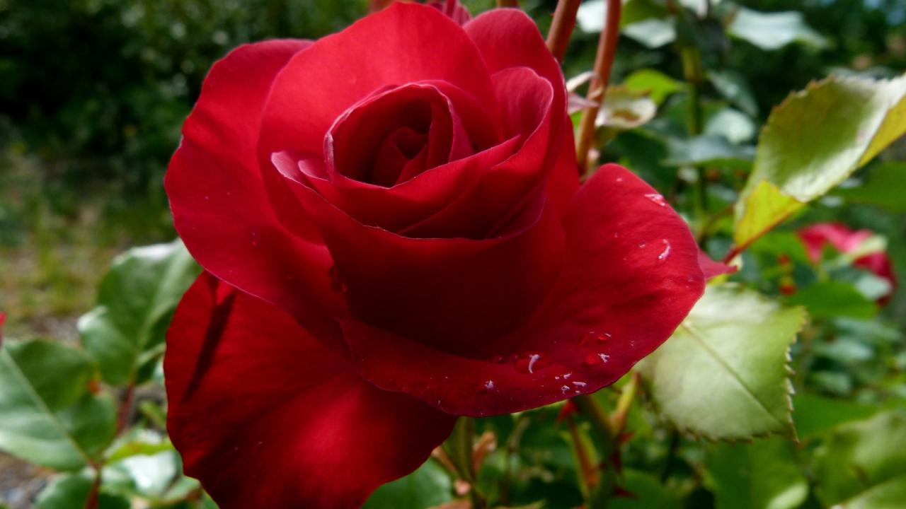 13024 4 صور اجمل الورد - ارق باقات محملة بشذى الزهور كرستينا رضا