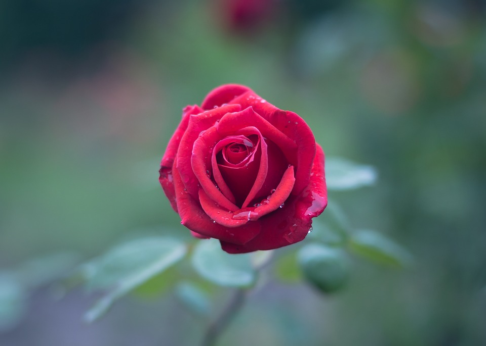 13024 9 صور اجمل الورد - ارق باقات محملة بشذى الزهور كرستينا رضا