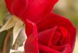 13020 11 اسماء الورود العربية - تعرف على الورد باشكاله واسمائه بالصور لندا جلال