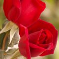 13020 11 اسماء الورود العربية - تعرف على الورد باشكاله واسمائه بالصور قاضيه فهمان
