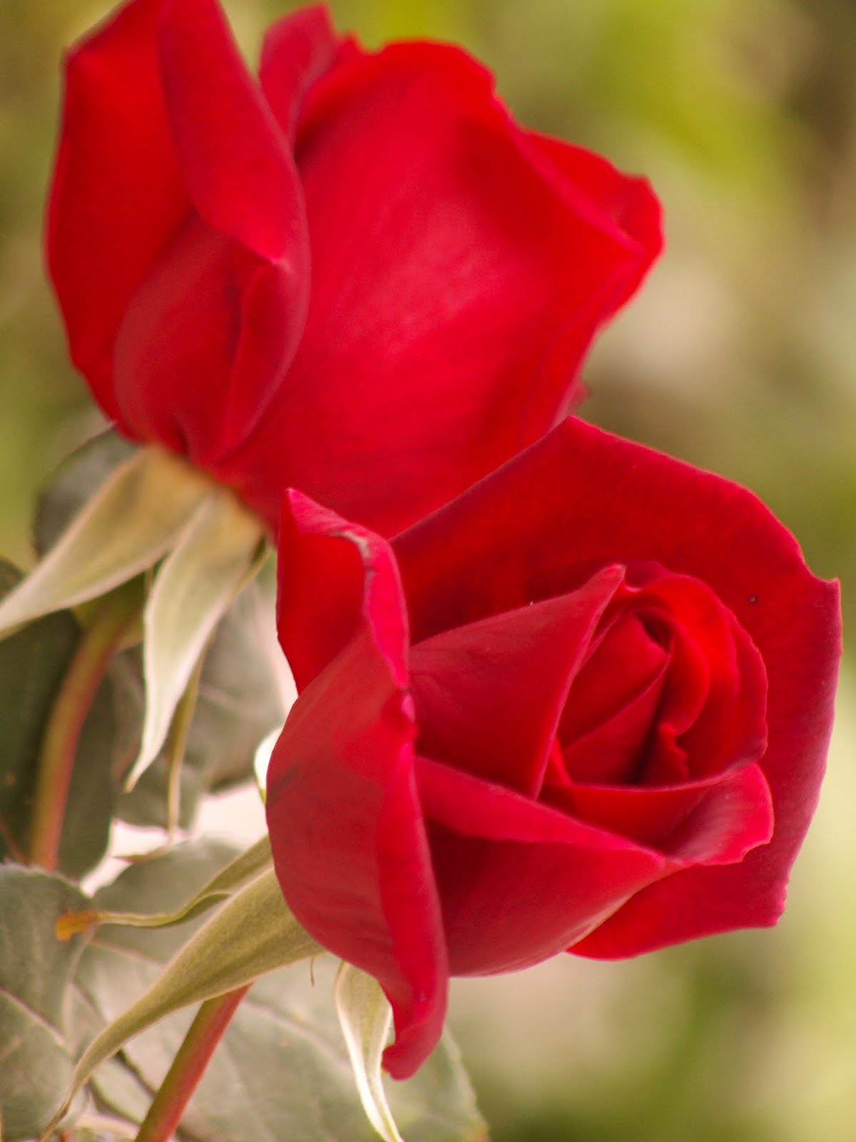 13020 اسماء الورود العربية - تعرف على الورد باشكاله واسمائه بالصور كرستينا رضا