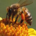 12834 3 تفسير حلم قرصة النحلة - لدغة النحلة للذكر والانثى في المنام صادقة قيس