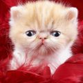 4130 15 اجمل صور قطط - خلفيات روعة لاشكال القطط الجميلة كرستينا رضا