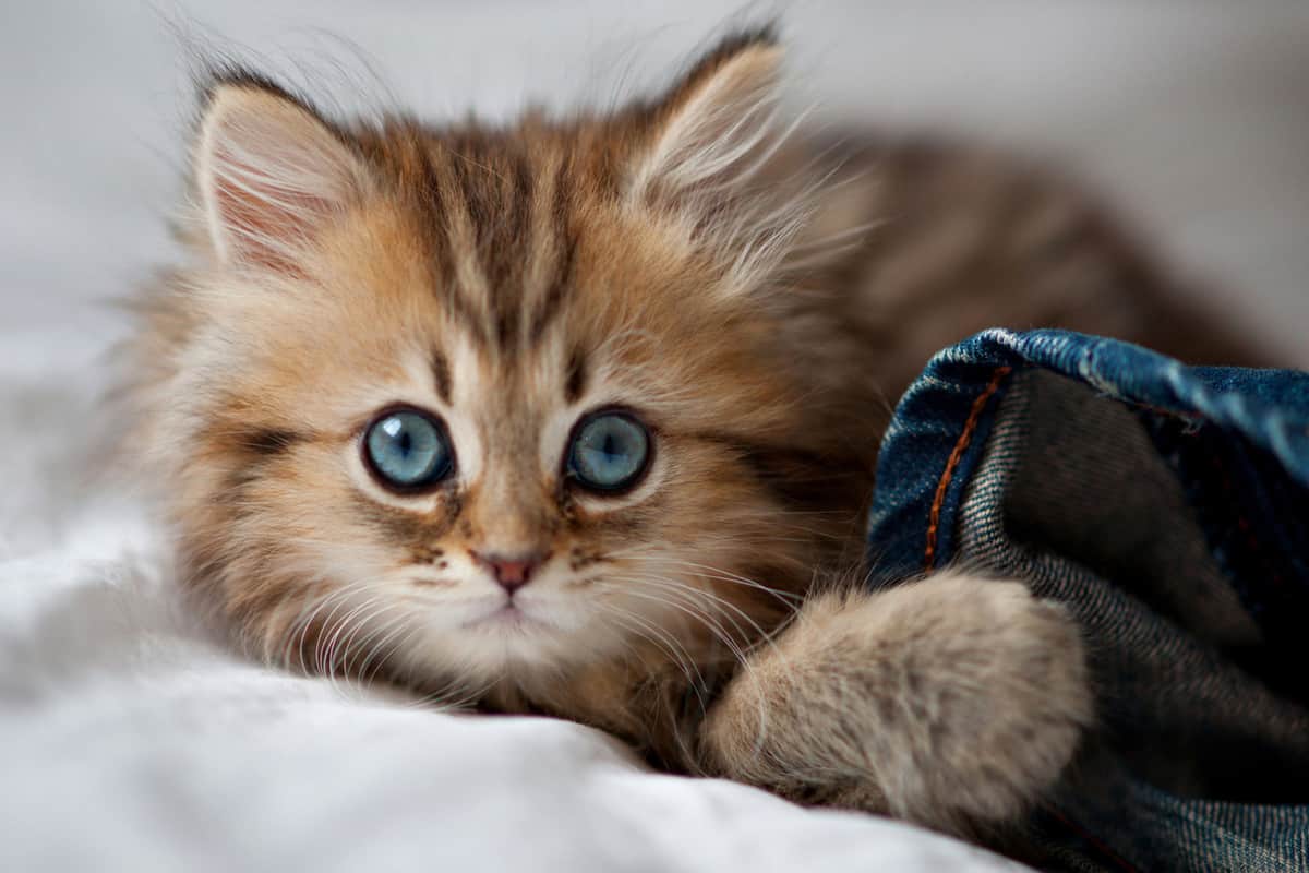 اجمل الصور للقطط في العالم , هل تريد شراء قطة شاهد الصور - كلام نسوان