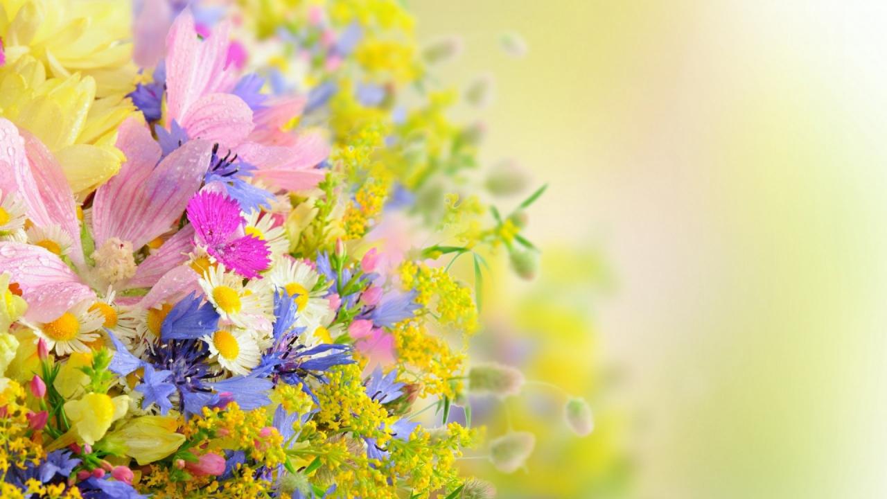 6503 7 خلفيات زهور - خلفيات الزهور المذهذة جدا بألوانها الرهيبة منار السيد